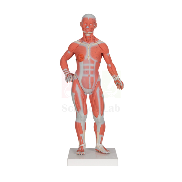 3B Human Muscular Male and Female Model